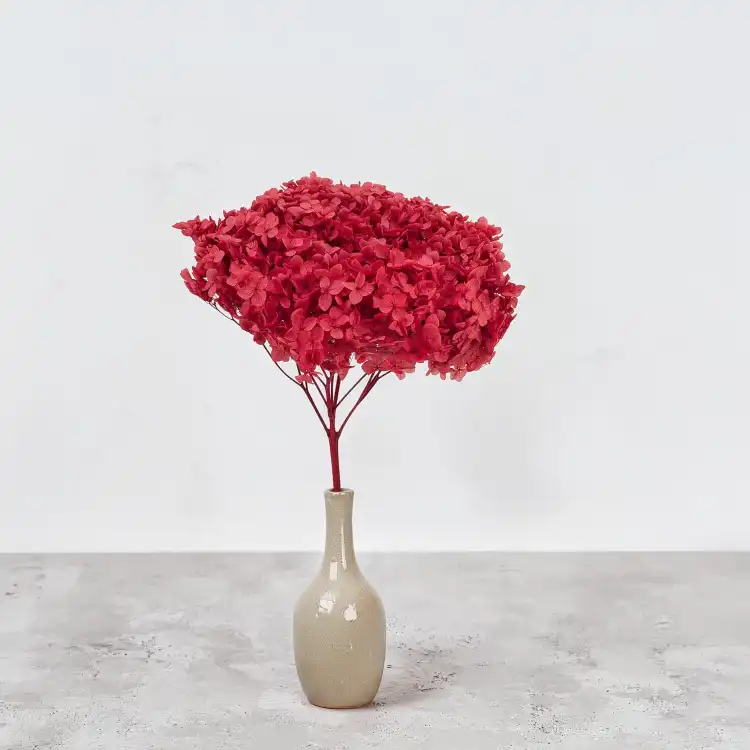 Hydrangea Burgund Royal 5.png