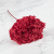 Hydrangea Burgund Royal 1.png