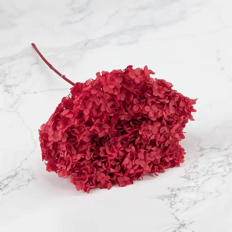 Hydrangea Burgund Royal 1.png