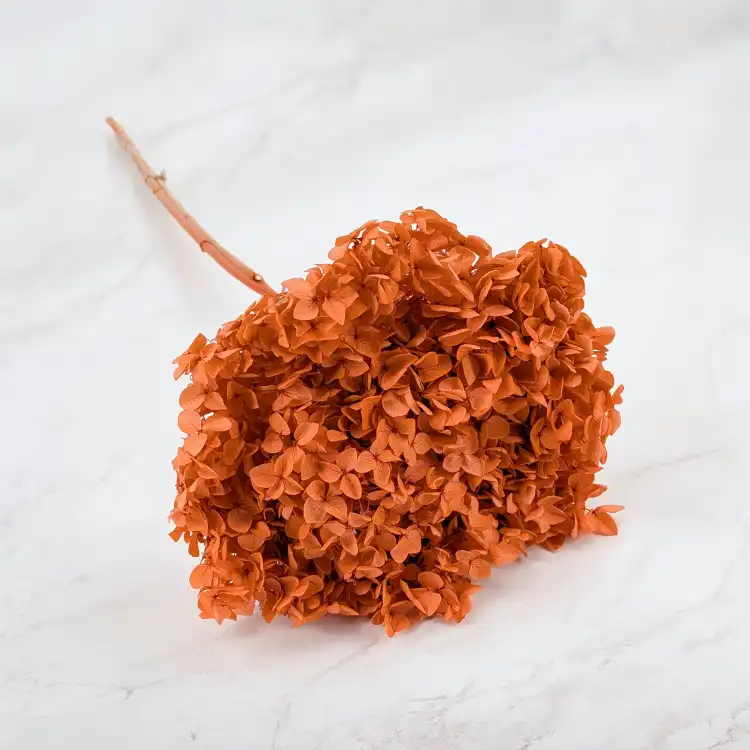 HYDRANGEA AUTUMN ORANGE COLOR BHYS-13 1.png