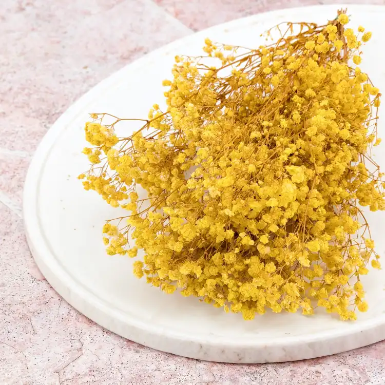 Preserved Gypsophila Lemon Cream Gipsówka Stabilizowana Krem Cytrynowy_4.png