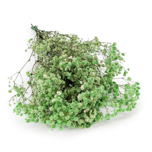 Preserved Gypsophila Pistachio Cream Gipsówka Stabilizowana Krem pistacjowy.png