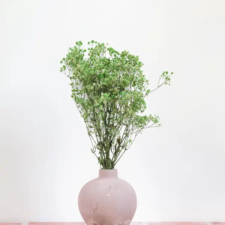 Preserved Gypsophila Pistachio Cream Gipsówka Stabilizowana Krem pistacjowy_5.png