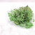 Preserved Gypsophila Pistachio Cream Gipsówka Stabilizowana Krem pistacjowy_3.png