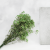 Preserved Gypsophila Pistachio Cream Gipsówka Stabilizowana Krem pistacjowy_1.png