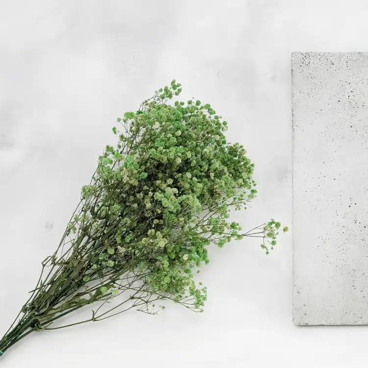 Preserved Gypsophila Pistachio Cream Gipsówka Stabilizowana Krem pistacjowy_1.png
