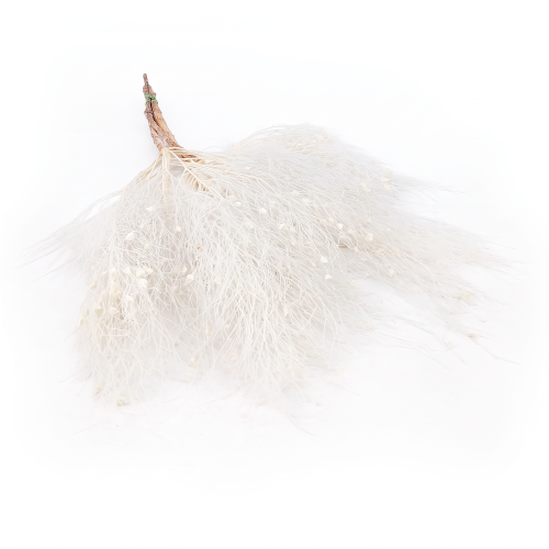 Trawa marzeńdream grass bleached_11.png