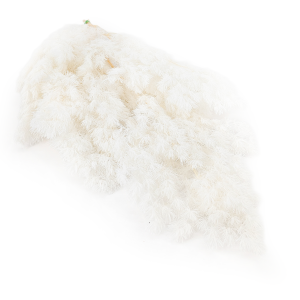 Ming Fern Bielony Ming Fern Bleached.png
