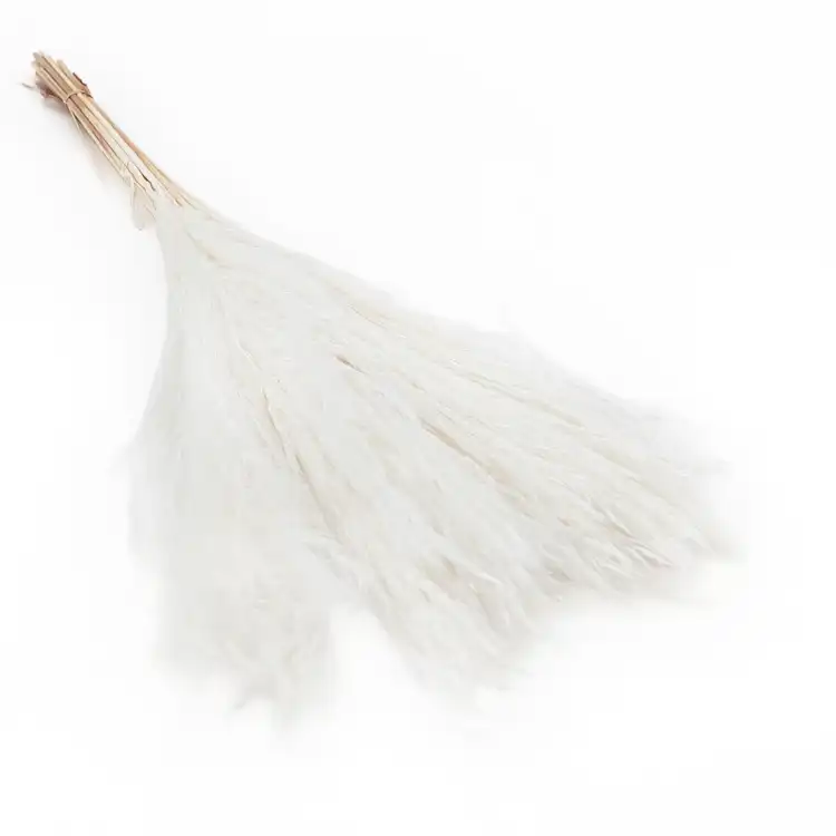 Trawa Miskant Bielona Miscanthus Grass Bleached.png