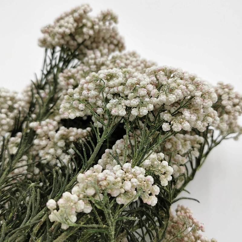 Stabilizowany Kwiat Ozothamnus Diosmi biały 3.jpg