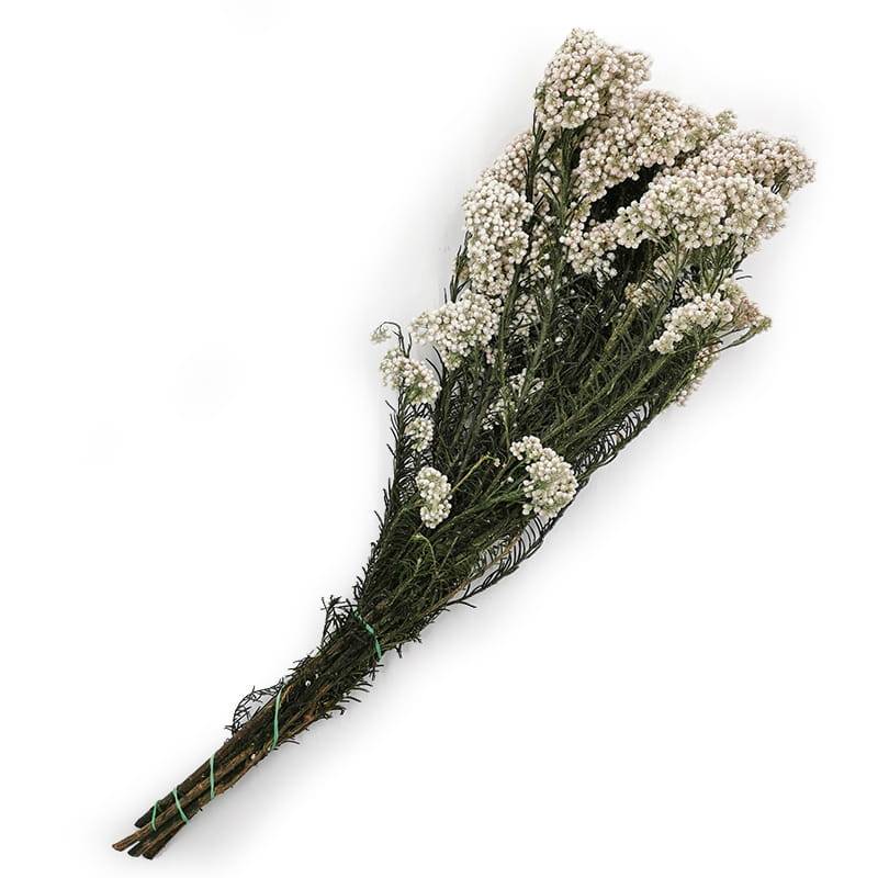 Kwiat Stabilizowany  Ozothamnus Diosmi biały 4.jpg