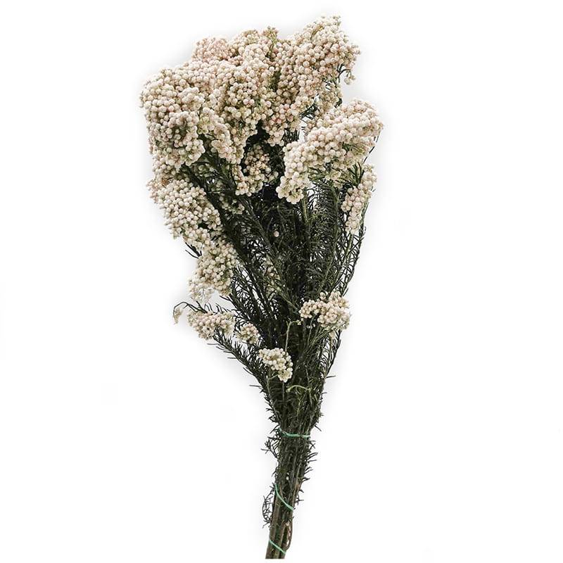 Kwiat Stabilizowany  Ozothamnus Diosmi biały.jpg