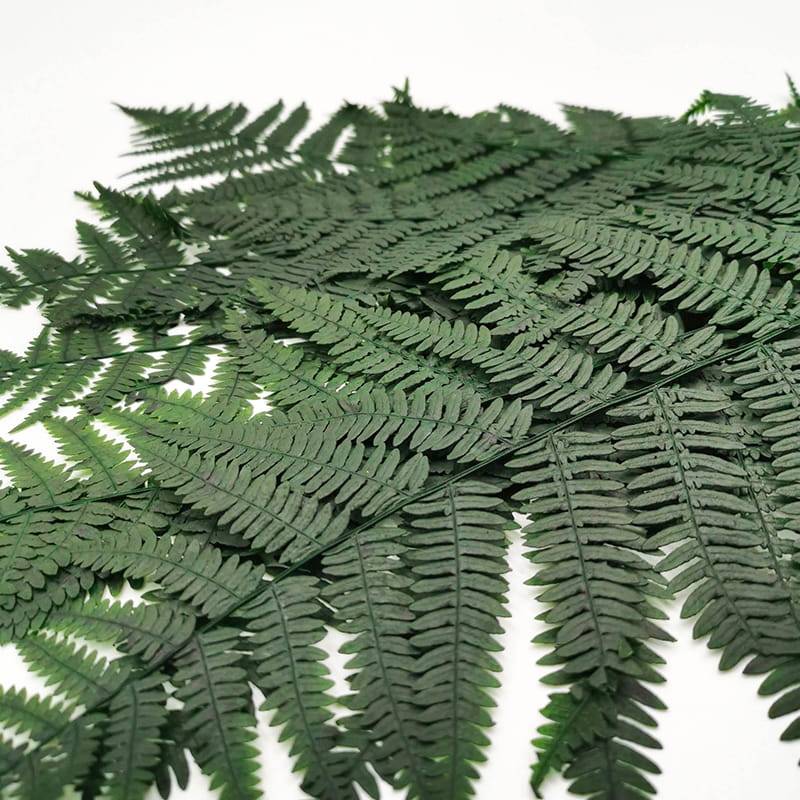 Wietlica samicza (Lady fern)  Paproc stabilizowana.jpg