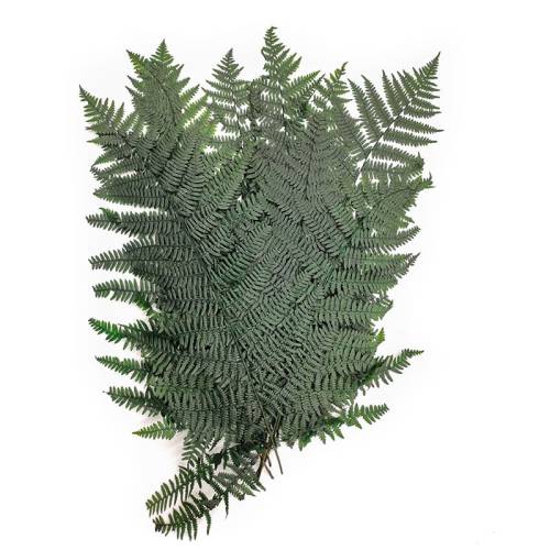 Paproc stabilizowana Wietlica samicza (Lady fern) .jpg