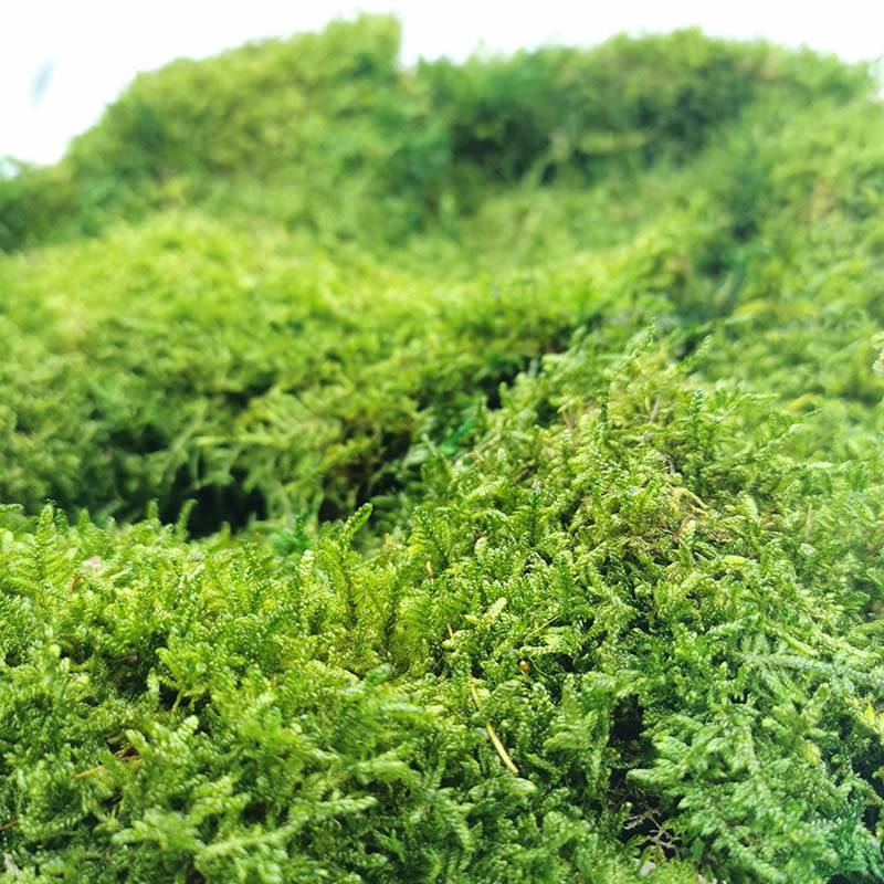 Płaski Mech Stabilizowany SWE.jpg