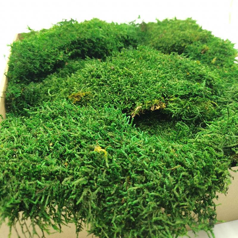 Mech Płaski stabilizowany SWE.jpg