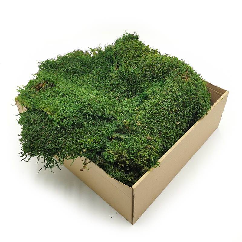 Mech Płaski Stabilizowany cz swe.jpg