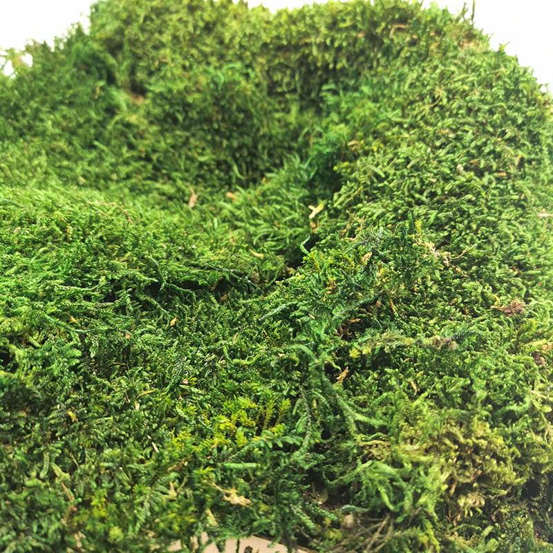 Mech Płaski Stabilizowany Ciemnoziel swe.jpg