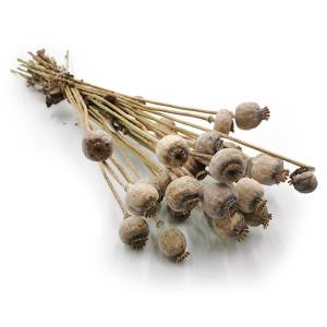 Mohn Kopf Samen Getrocknete - Natürlich