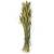 Setaria włośnica suszona trawa suszona.jpg