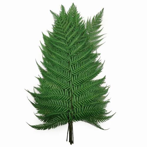 Paproć Stabilizowana Narecznica Jasna.jpg