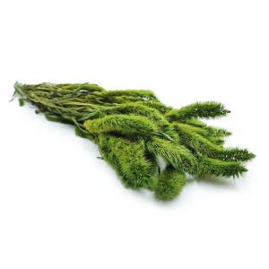 Stabilisiertes Setarea - Hellgrün