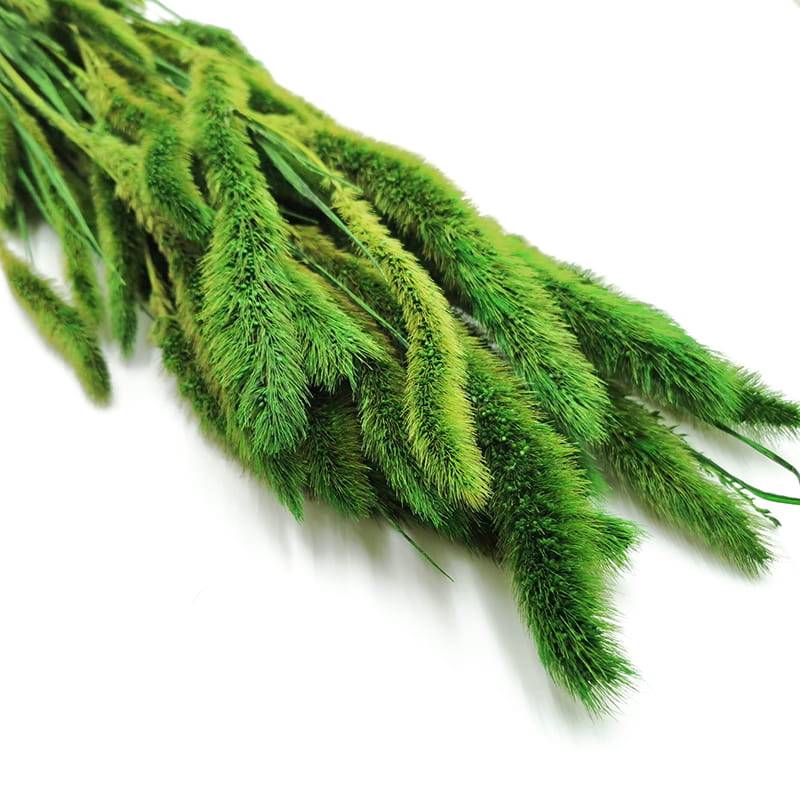 Setaria stabilizowana zielona 1.jpg