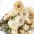 Kocanka biała suszona kocanki chelichrysum bukiet1.jpg