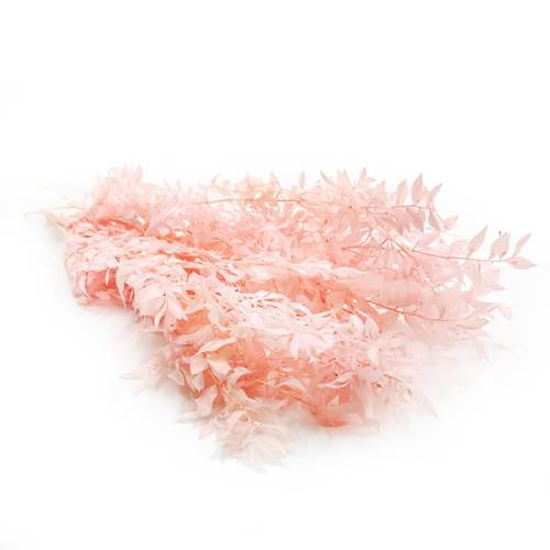 Ruskus różowy stabilizowany2.jpg