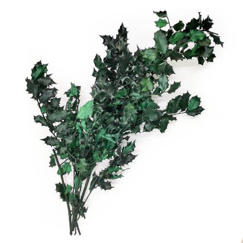 Ostrokrzew stabilizowany zielony.jpg