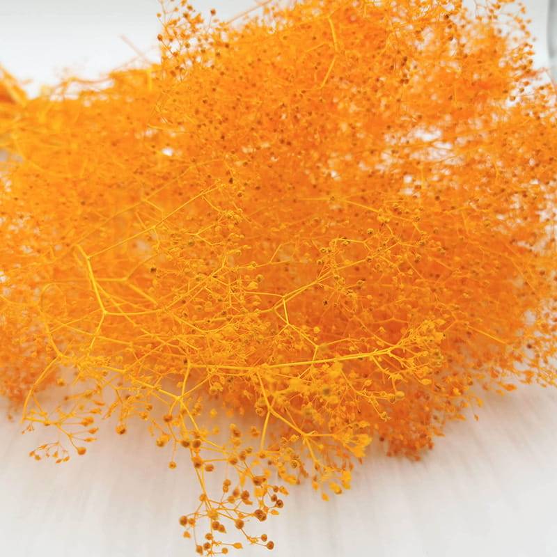 Gipsówka Mini Ochra stabilizowana.jpg