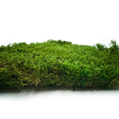 Long Moss Flat Średni Zielony.jpg