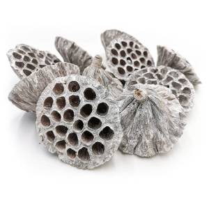 Großer XXL Lotus - (Weiß gewaschen) - Exotisch Getrocknet - Packung mit 10 Stück