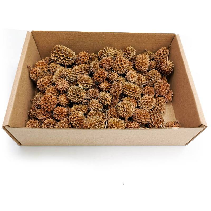 Casurina Natural 100g paczka.jpg