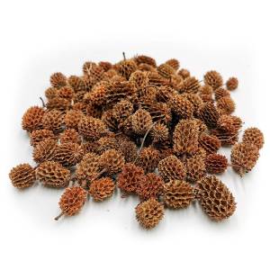 Casuarina - (Natürliche) - exotisch getrocknet - 100g