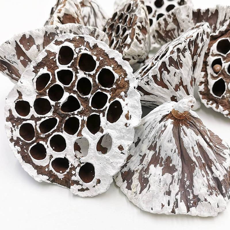 Lotos Extra Large Snow Tip zblizenie.jpg