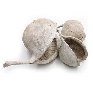 Buddha-Nuss (Weiß gewaschen) - exotisch getrocknet - 3 Stk.