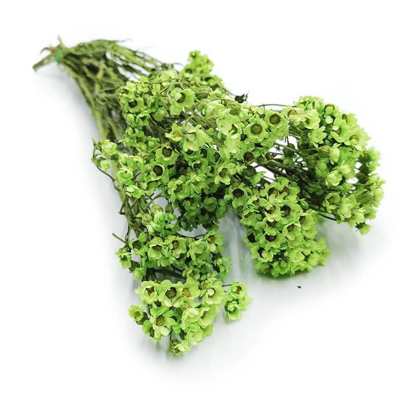 Oxodia Getrocknete - (Ixodia) - Grün