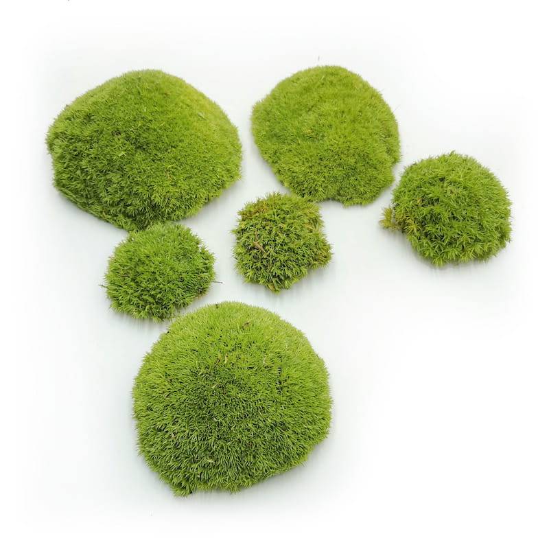 Kugelmoos – Hellgrün Natur – 0,1m² (40x25cm) – Frankreich