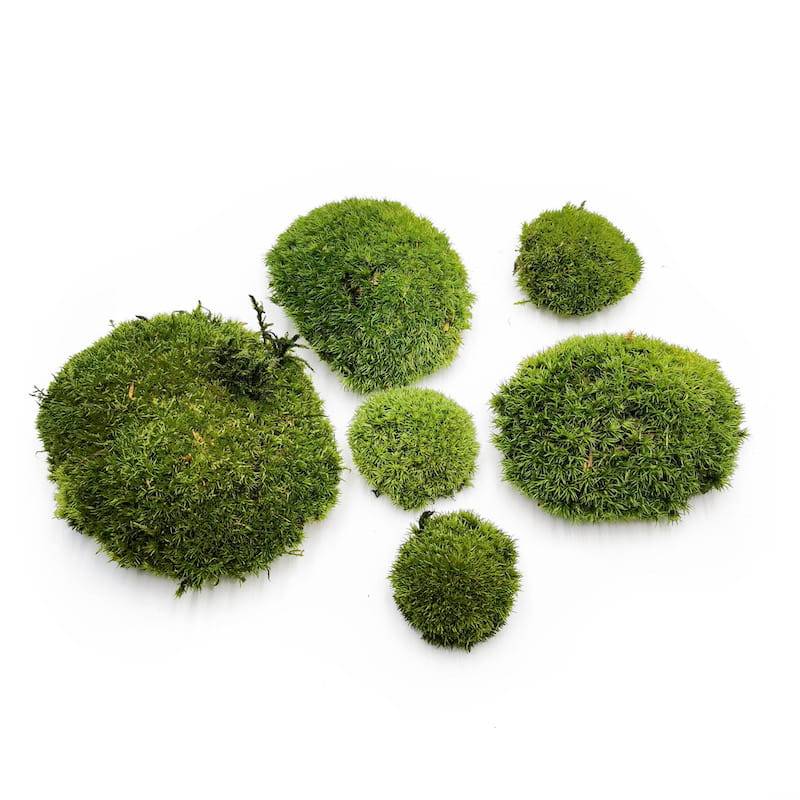Kugelmoos – Dunkelgrün Natur – 0,1m² (40x25cm) – Frankreich