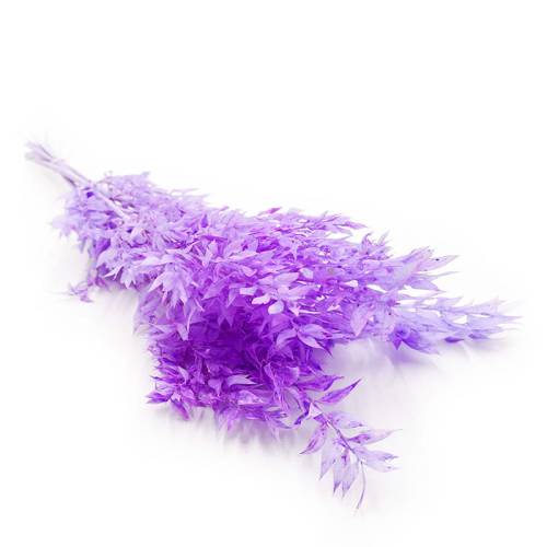 Ruskus lawendowy okladka.jpg