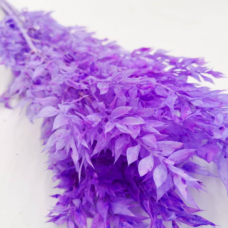 Ruskus lawendowy zblizenie.jpg