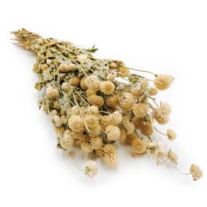 Kugelamaranth Getrocknete - (Gomphrena Globosa) - Weiß