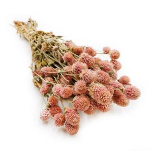 Kugelamaranth Getrocknete - (Gomphrena Globosa) - Rosa