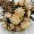 Kocanka Biała (Helichrysum) zblizenie.jpg