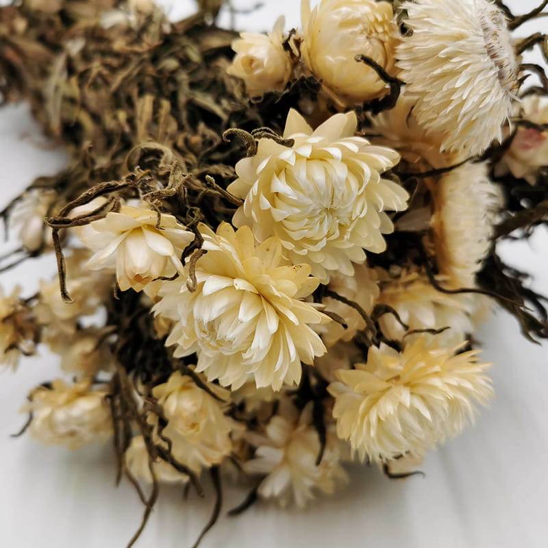 Kocanka Biała (Helichrysum) zblizenie.jpg