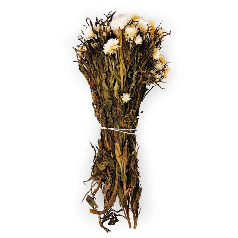 Kocanka Biała (Helichrysum) bukiet.jpg