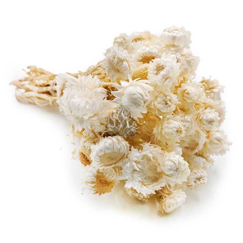 Immortelle Getrocknete - (Helichrysum Bacteatum) - Gebleichte