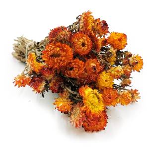 Immortelle Getrocknete - (Helichrysum Bacteatum) - Orange