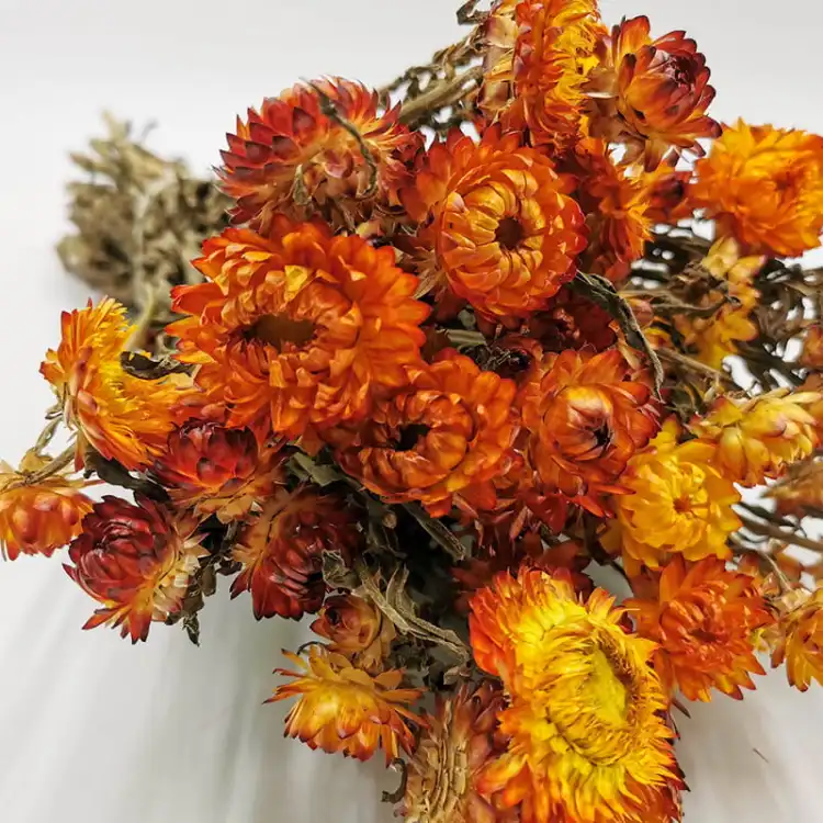 Kocanka Pomaranczowa (Helichrysum) zblizenie.jpg